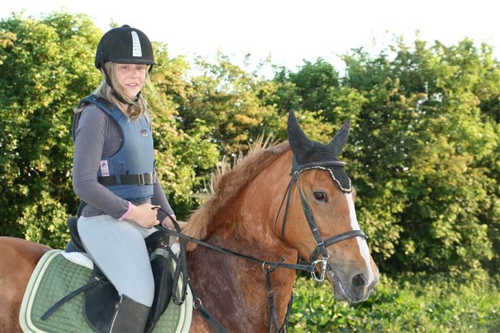 Welsh Pony af Cob-type (sec C) Maceverty ¤Tossen¤ - hun  er da smuk. billede 1