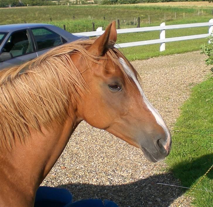 Welsh Pony af Cob-type (sec C) Maceverty ¤Tossen¤ - hun er meget glad.. :) billede 2