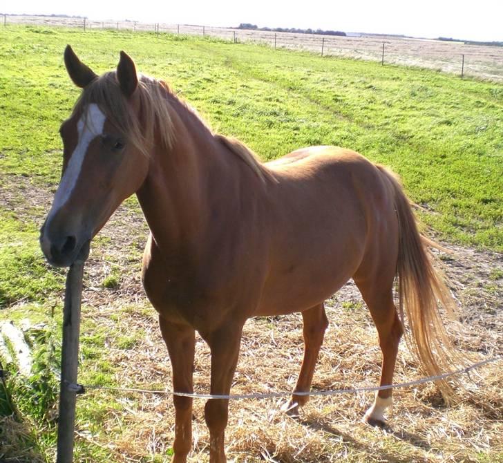 Welsh Pony af Cob-type (sec C) Maceverty ¤Tossen¤ - Æder pælen...hun har noget med pæle.... billede 3