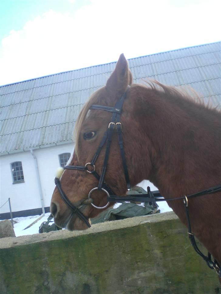 Welsh Pony af Cob-type (sec C) Maceverty ¤Tossen¤ - gud .. hvor kan den hest se sur ud.. heehe billede 5