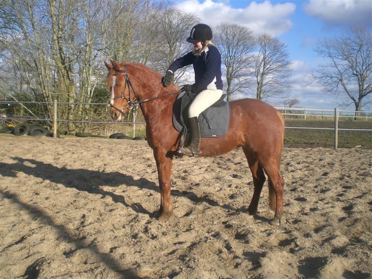 Welsh Pony af Cob-type (sec C) Maceverty ¤Tossen¤ - maceverty træææt XD billede 6