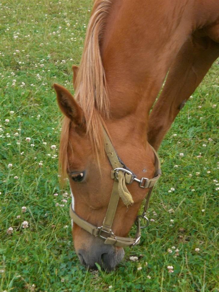 Welsh Pony af Cob-type (sec C) Maceverty ¤Tossen¤ - spise billede 7