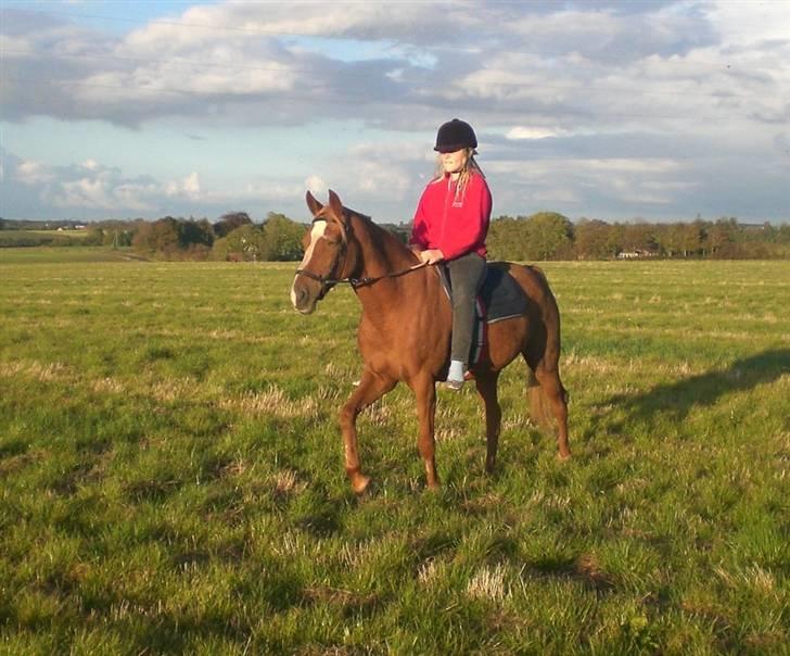 Welsh Pony af Cob-type (sec C) Maceverty ¤Tossen¤ - XD fik lov til og skridte mere kan hun ikke lige nu XD billede 8