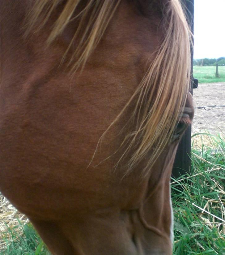 Welsh Pony af Cob-type (sec C) Maceverty ¤Tossen¤ - Smukke Mac.... billede 9