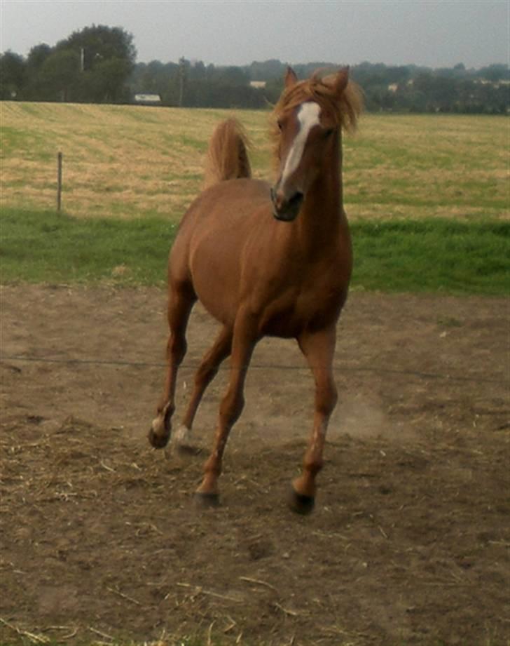 Welsh Pony af Cob-type (sec C) Maceverty ¤Tossen¤ - Vilde Mac..... billede 10