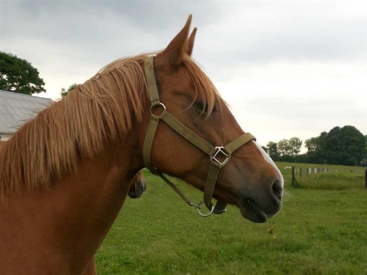 Welsh Pony af Cob-type (sec C) Maceverty ¤Tossen¤ - smuk. billede 11