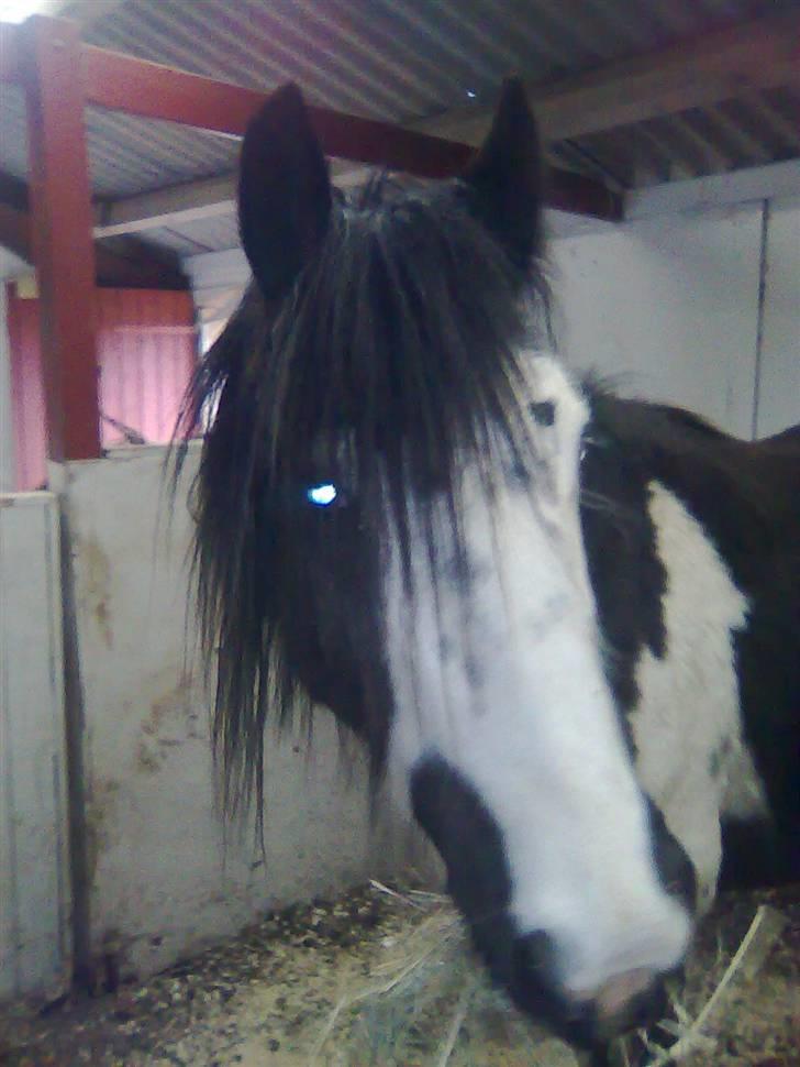 Tinker agerhøjs van chivas regal billede 18