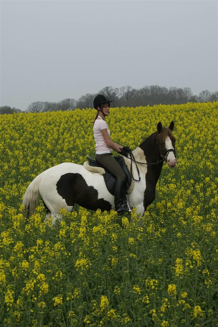 Pinto Cassiopeia Sunrise'solgt' billede 2