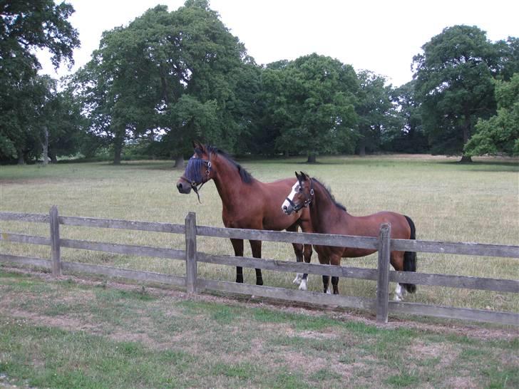 Anden særlig race Frederik R.I.P  - Frederik (bagerst) har lige opdaget at hans elskede"mor"(min pony) er kommet hjem igen, har været væk i et ½år. billede 9