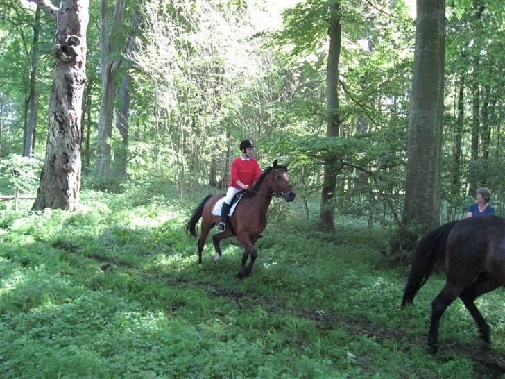 Anden særlig race Frederik R.I.P  - min mor på jagt. billede 12