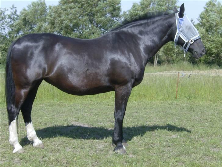 Oldenborg Lidiane  billede 1