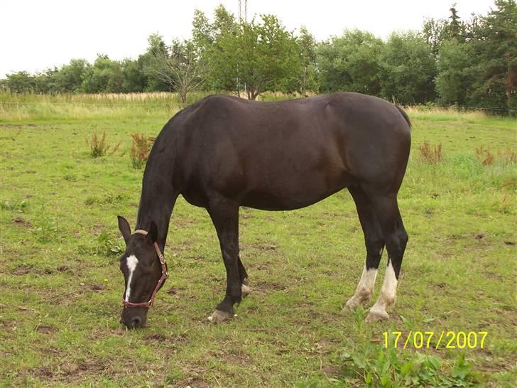 Oldenborg Lidiane  - på vores mark billede 2