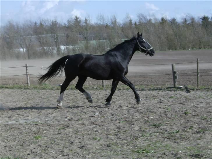 Oldenborg Lidiane  - da jeg skulle se hende for første gang  billede 4