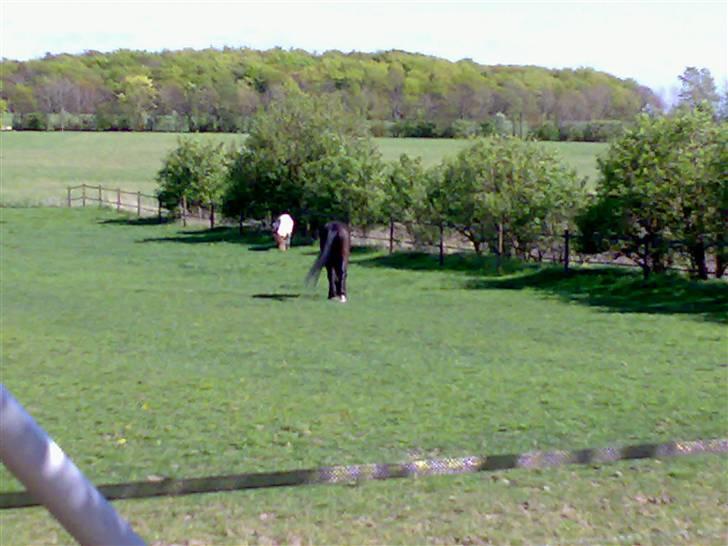 Oldenborg Cheri - Min vidunderlige udsigt fra haven... billede 5