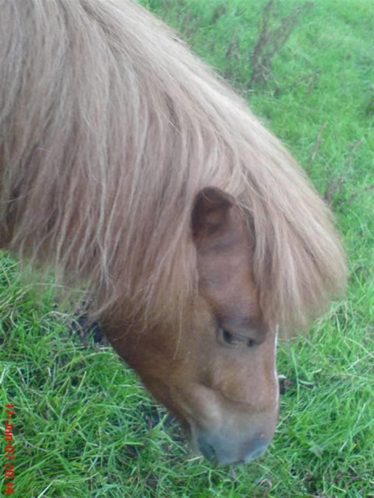 Shetlænder Tarzan - aflivet billede 2