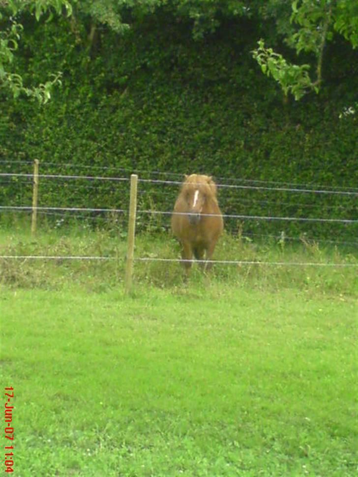 Shetlænder Tarzan - aflivet billede 4