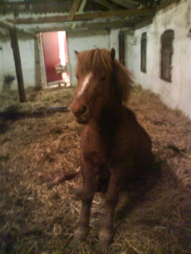 Shetlænder Tarzan - aflivet billede 6