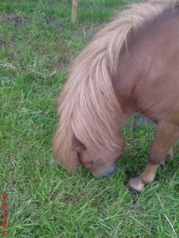 Shetlænder Tarzan - aflivet billede 7