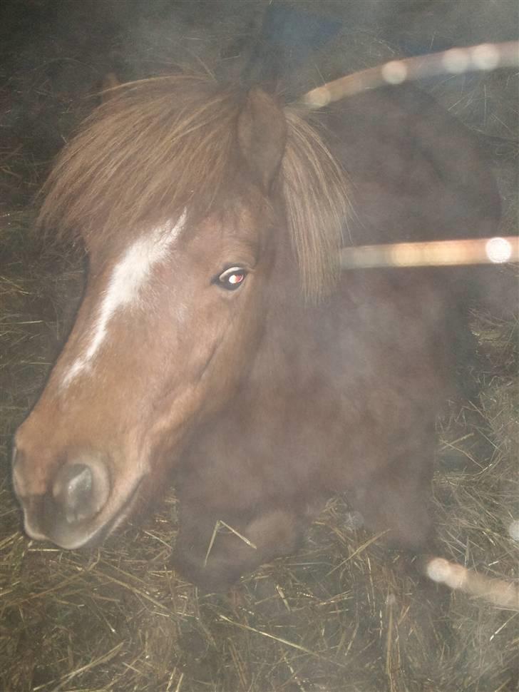 Shetlænder Tarzan - aflivet billede 9