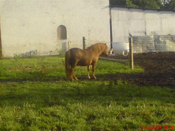 Shetlænder Tarzan - aflivet billede 10