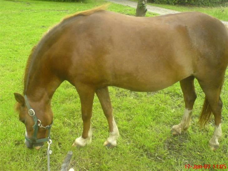 Anden særlig race enghøjs isabel* Solgt* billede 13