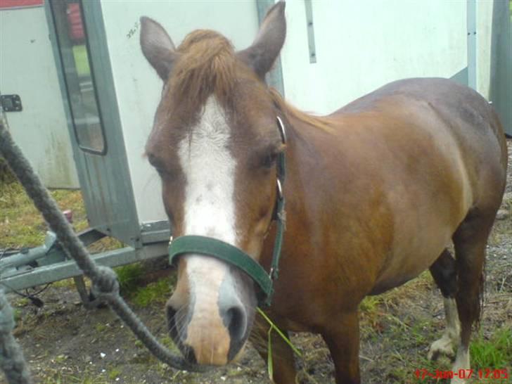 Anden særlig race enghøjs isabel* Solgt* billede 14