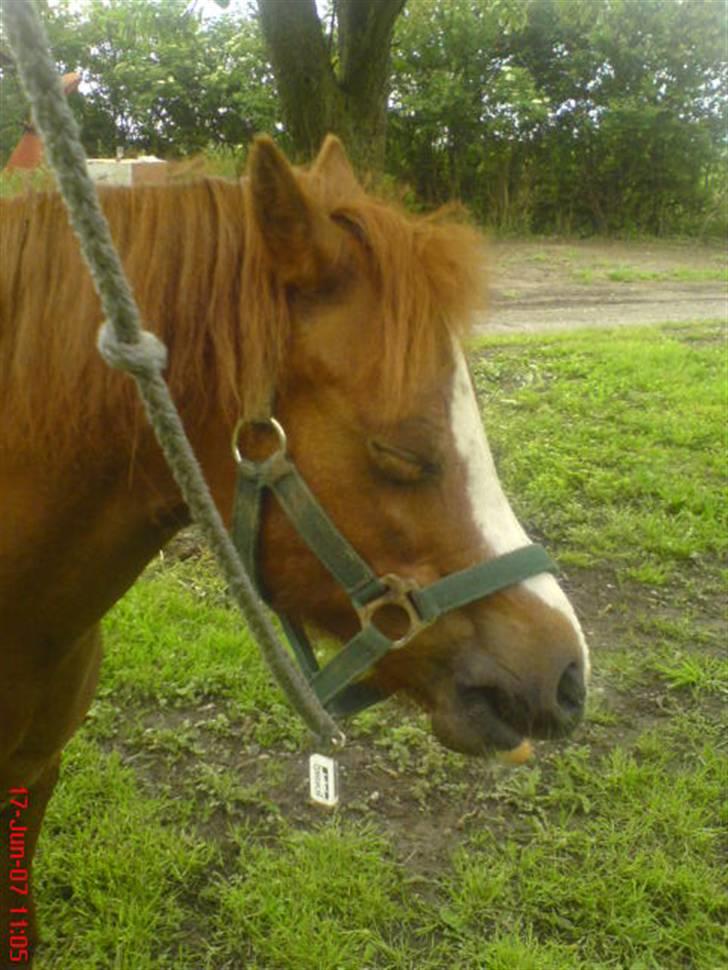 Anden særlig race enghøjs isabel* Solgt* - liiidt træt efter ride tur=) billede 15