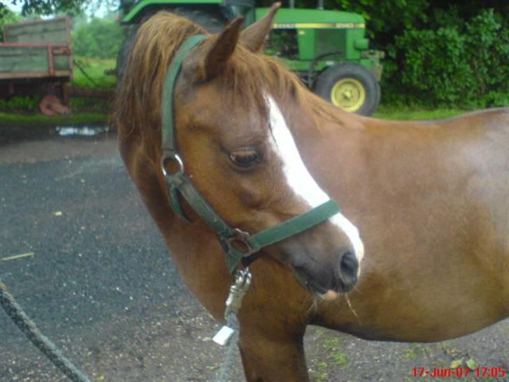 Anden særlig race enghøjs isabel* Solgt* billede 16