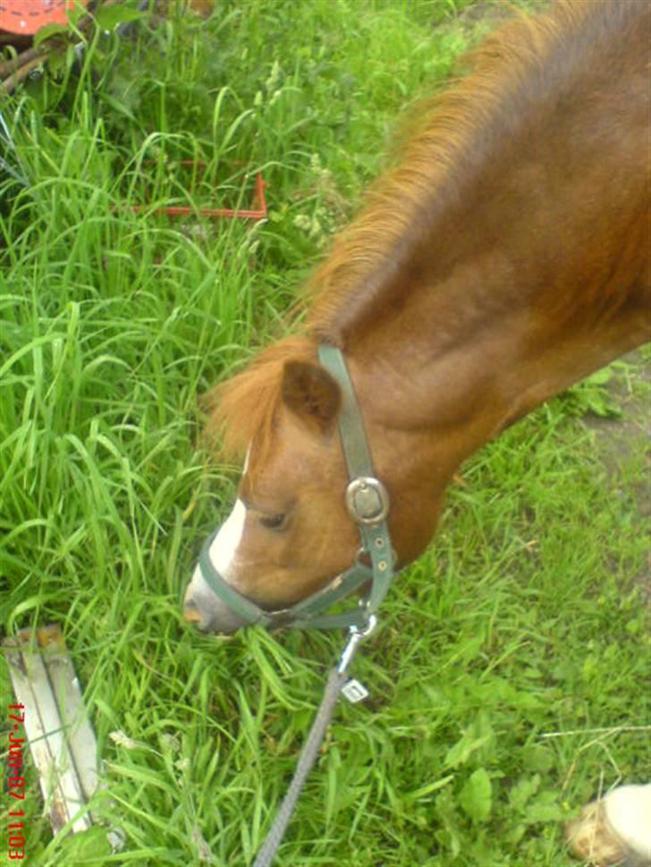 Anden særlig race enghøjs isabel* Solgt* billede 17