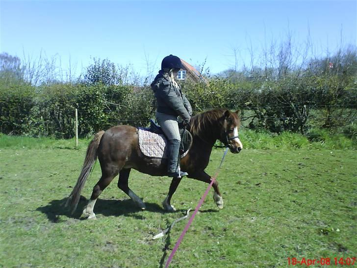 Anden særlig race enghøjs isabel* Solgt* - NYYT 19/4 08 billede 18