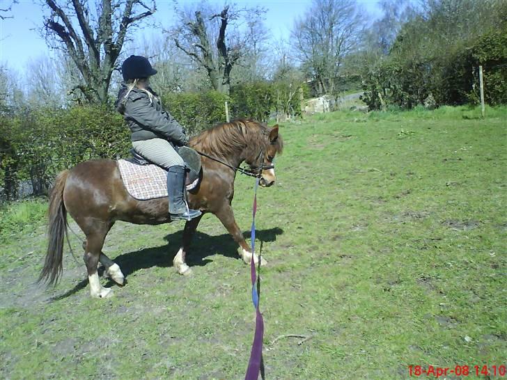 Anden særlig race enghøjs isabel* Solgt* - NYYT 19/4 08 billede 19
