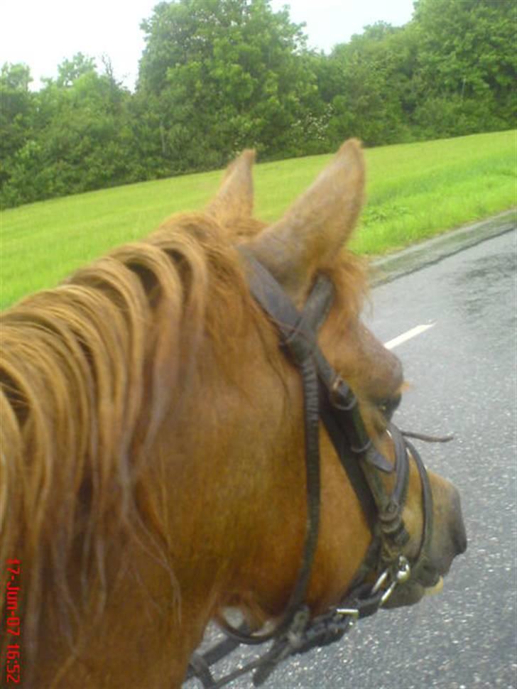 Anden særlig race enghøjs isabel* Solgt* billede 20