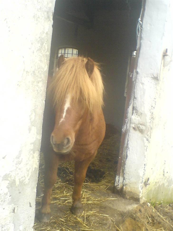 Shetlænder Tarzan - aflivet billede 11