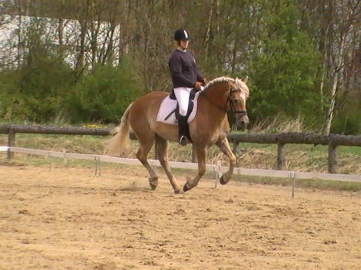 Haflinger Wyomi  - Stævne Kærbo, taget af Sarah L. billede 15
