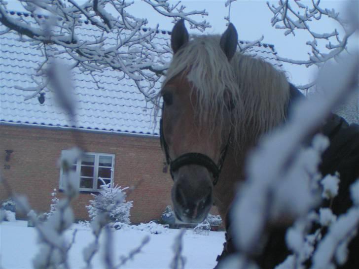 Haflinger Wyomi  - sødt vinterbilled taget af julie  billede 16
