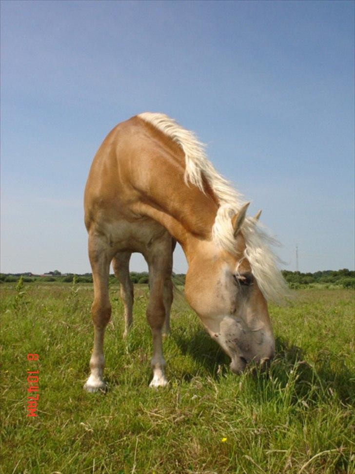 Haflinger Wyomi  - på folden en solskinsdag i 07 billede 17