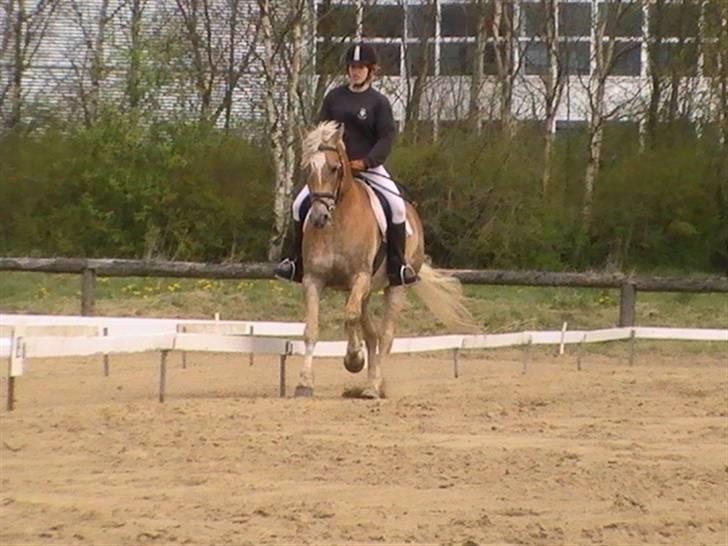 Haflinger Wyomi  - Stævne Kærbo, taget af Sarah L. billede 18