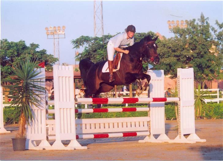Hannoveraner Ikon - Stævne  billede 1