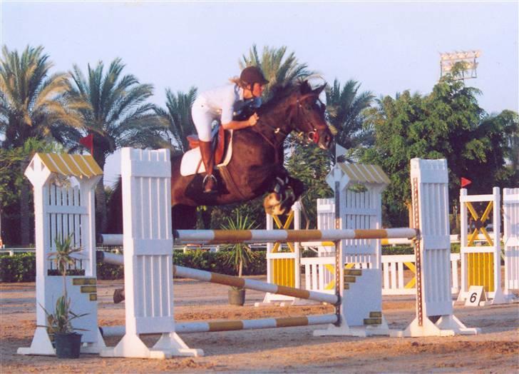 Hannoveraner Ikon - Stævne billede 2