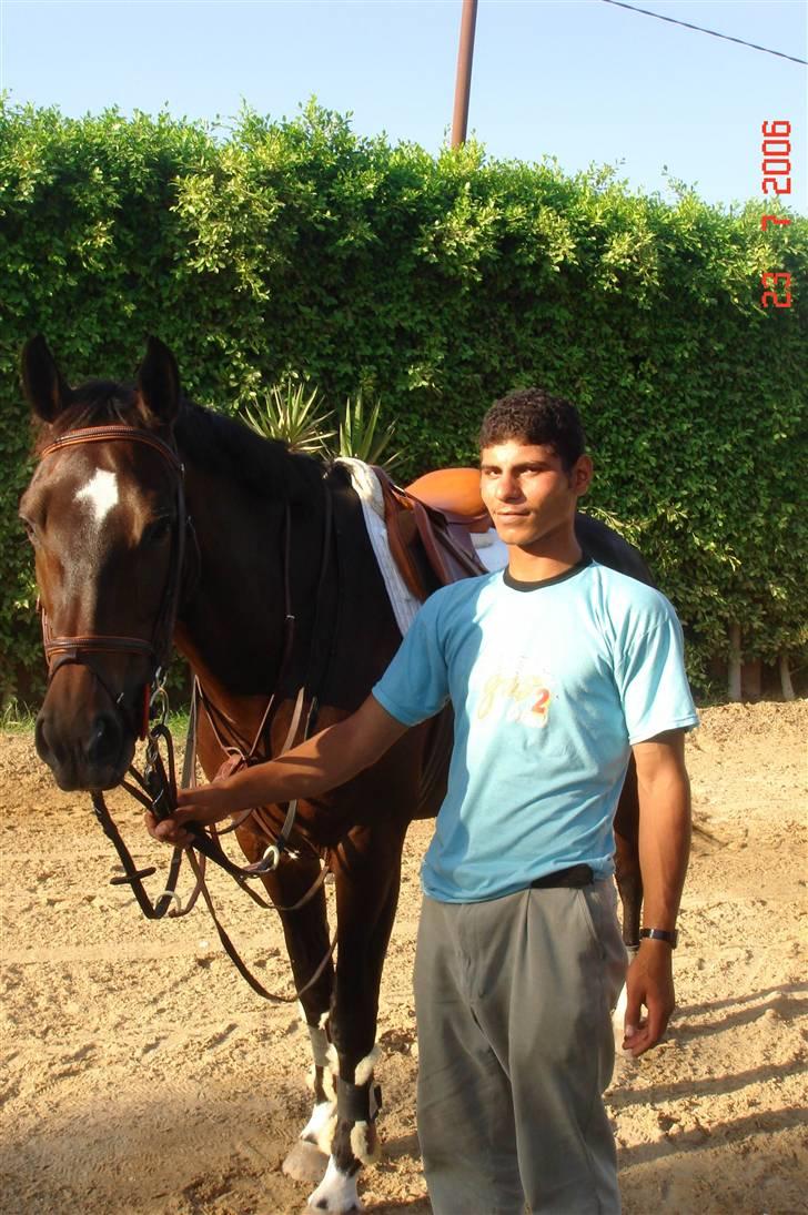 Hannoveraner Ikon - min hest og  hjælper til Stævne billede 3