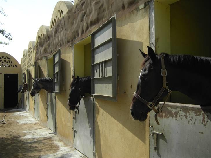 Hannoveraner Ikon - Ikon og hendes stor søs billede 4