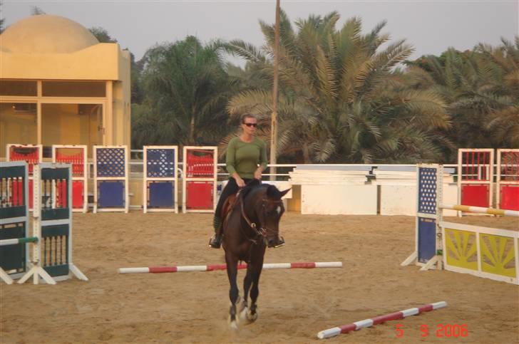 Hannoveraner Ikon - Der hjemme billede 5