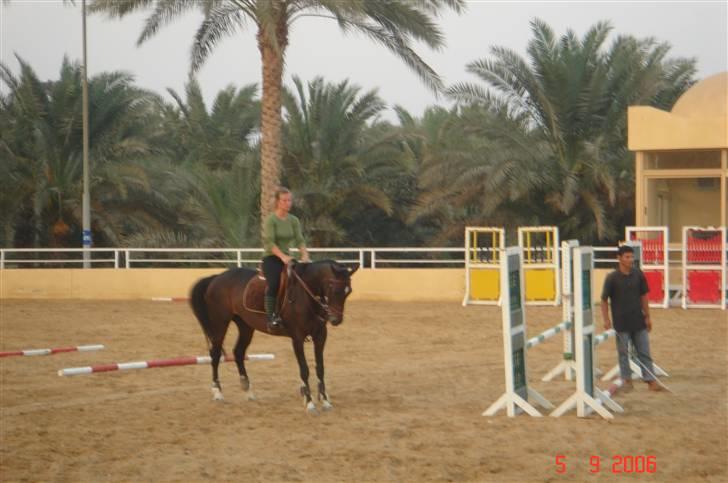 Hannoveraner Ikon - Der hjemme billede 7