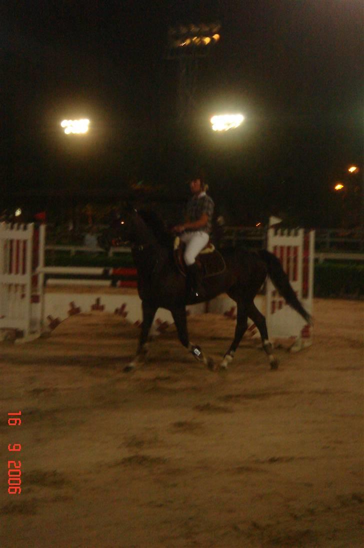 Hannoveraner Ikon billede 8