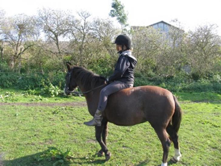 Anden særlig race Tara  billede 2