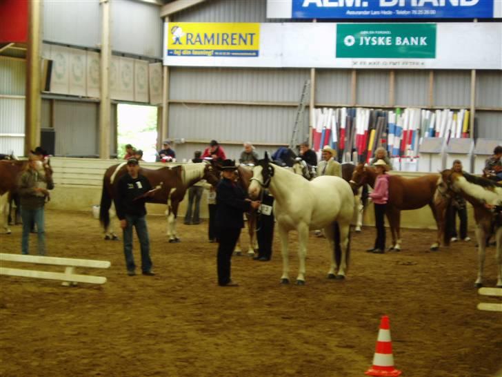 Paint Charlies White Iron - Pinseshow i Vejle 2x APHA billede 15