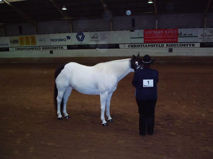 Paint Charlies White Iron - Pinseshow i Vejle 2x APHA billede 16