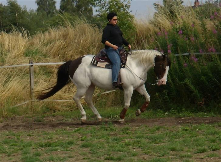 Paint Charlies White Iron - Pinseshow i Vejle 2x APHA billede 17