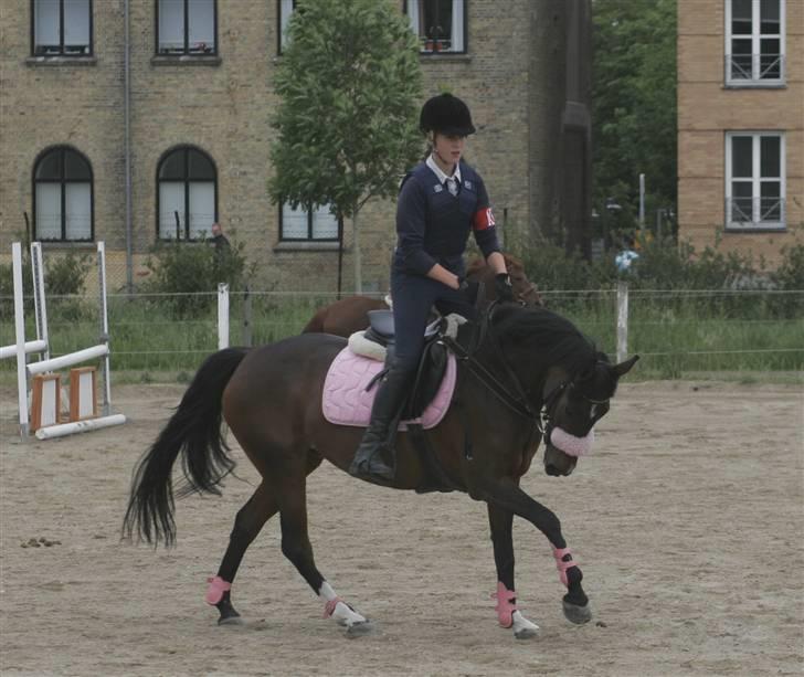 Anden særlig race Sally (solgt) - Hun går jo så pænt<33 billede 1