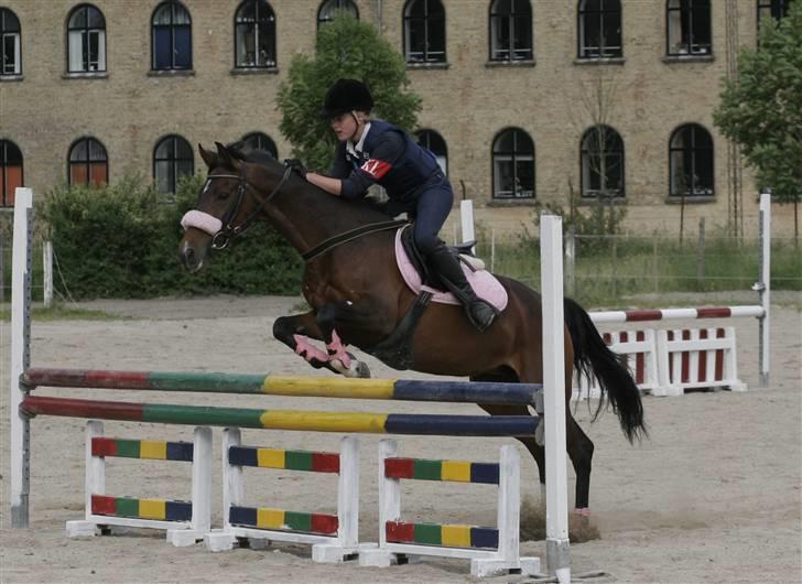 Anden særlig race Sally (solgt) - Hun springer jo fint over<33 billede 3